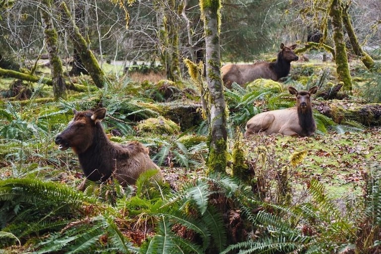 a group of elks in the woods