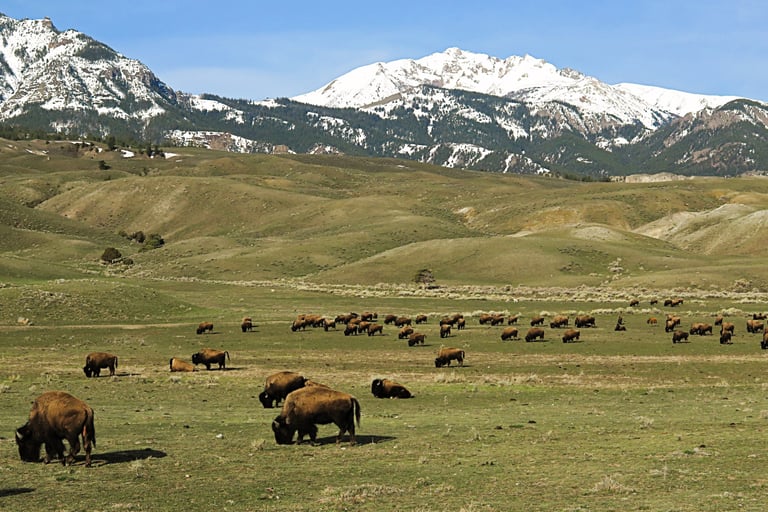 a herd of bison grazing in a field