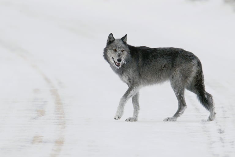 a grey wolf walking through the snow