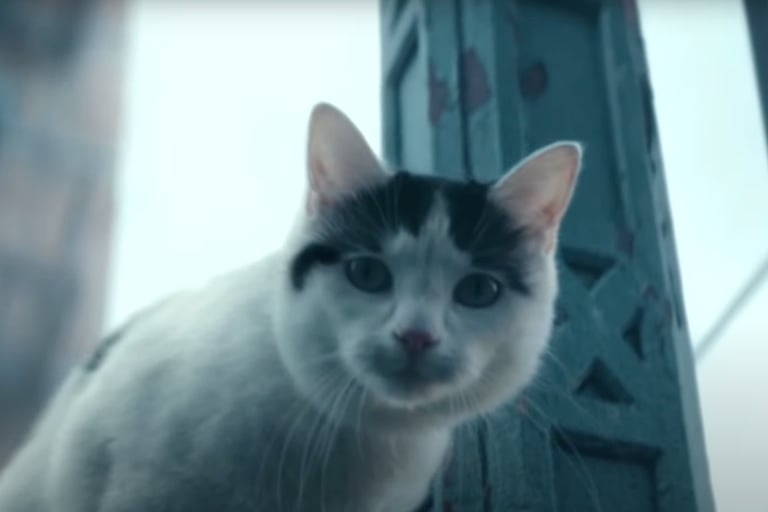 Frodo the cat.