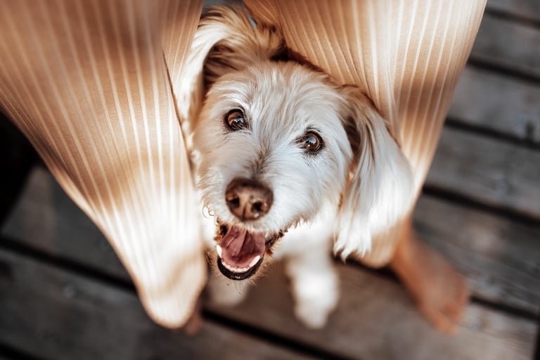 Junghund sitzt zwischen den Beinen eines Menschen und schaut nach oben mit frechem Gesichtsausdruck