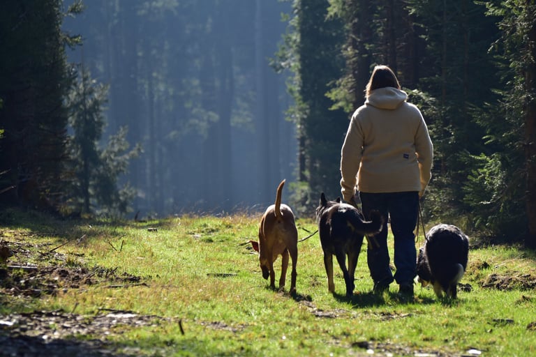 Eine Frau spaziert mit drei Hunden auf einem sonnenbeschienenen Weg durch einen dichten Kiefernwald.