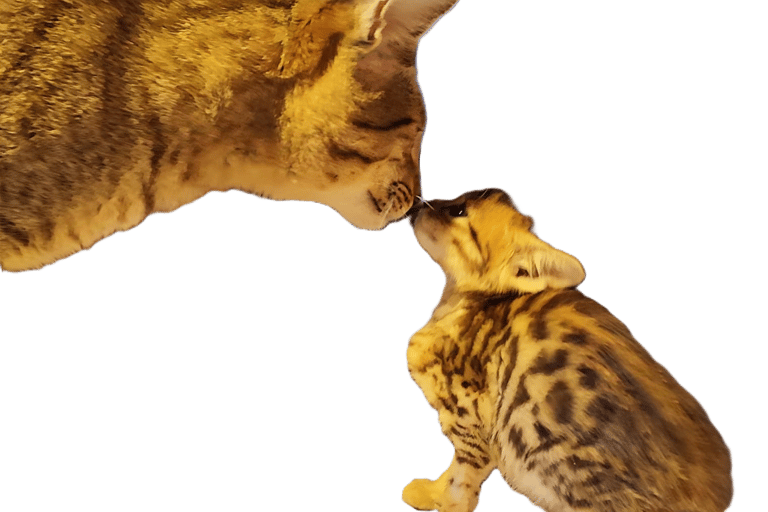 Gatto Savannah Cuccioli