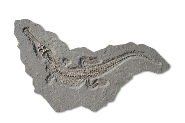 Fossil eines Steneosaurus bollensis (Meereskrokodil) aus Holzmaden auf Ölschiefer