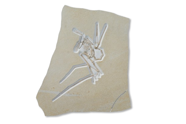 Pterodactylus antiquus Flugsaurier-Fossil auf Kalkstein aus dem Altmühltal