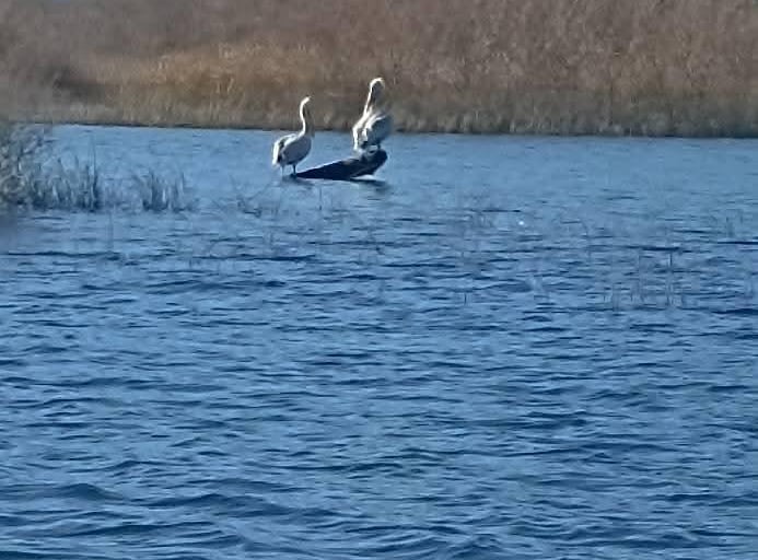 Skadar Lake private tour in Montenegro