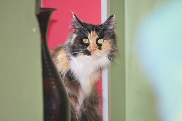 rose-fondation-maine-coon