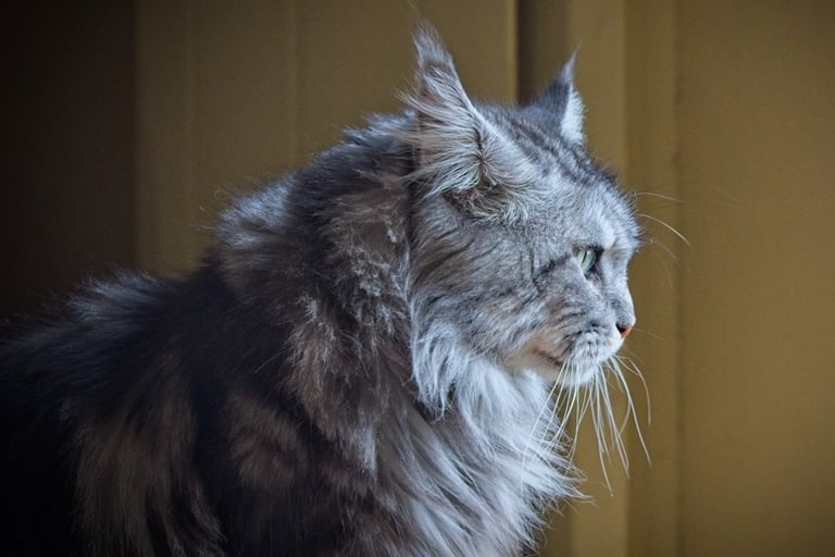 coon ancien type original trappu