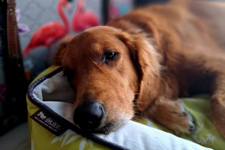 Cão idoso descansando confortavelmente em cama macia e ortopédica