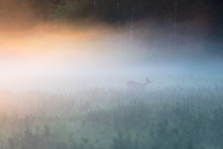 Kauris aamu-usvassa 2020