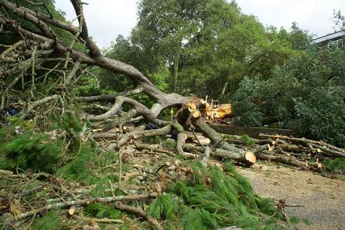 Large fallen pine tree blocking a road after a storm, requiring emergency tree removal services.