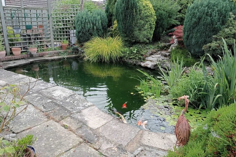 wildlife pond makeover