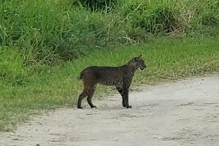 Florida Bobcat standing in roadway