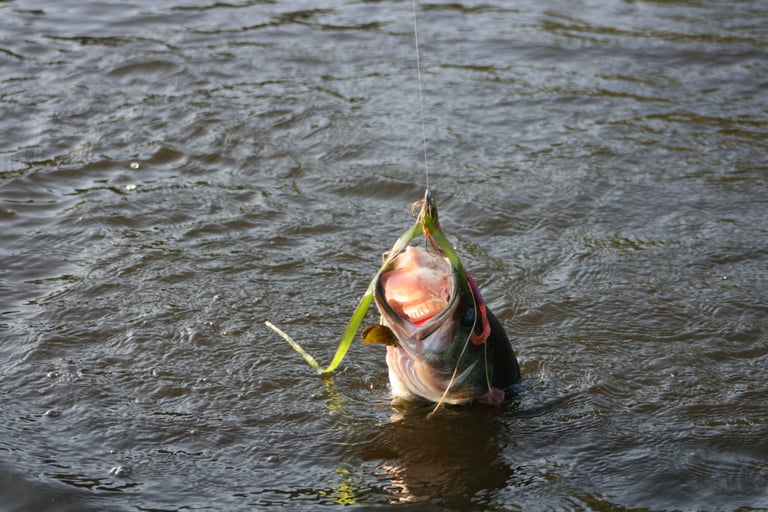 3rd in a series of 3.. About to pull the Bass in to the boat 