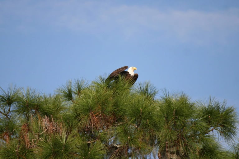 Bald Eagle in the top of a pine tree
