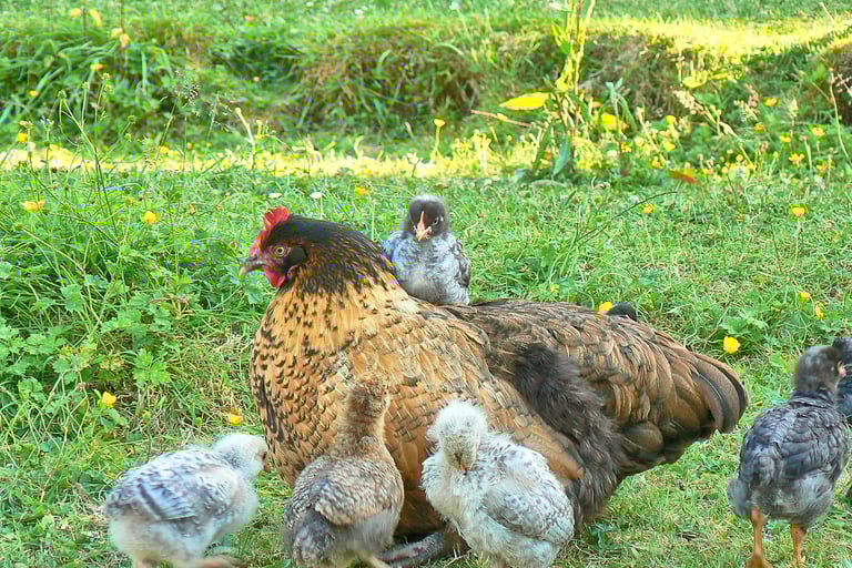 Chickens , Smallholding , Devon.