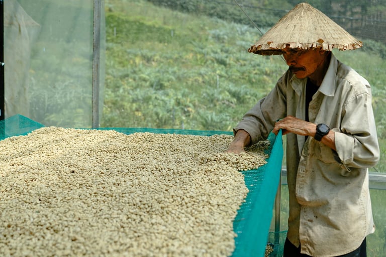 Sự ảnh hưởng của việc sơ chế cà phê