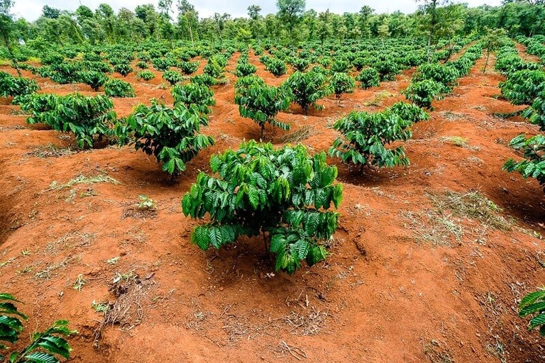 Đất đỏ bazan trồng cà phê Robusta