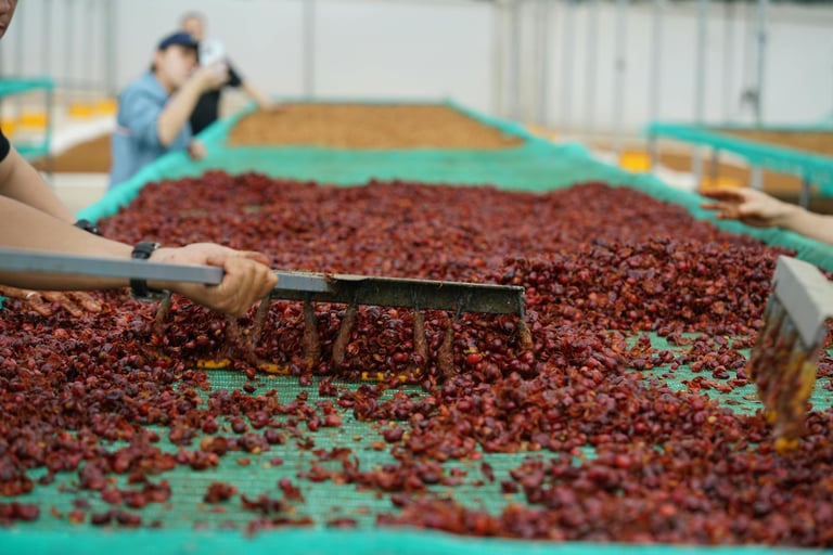 Honey Process — phương pháp trung gian với 5 biến thể theo màu sắc