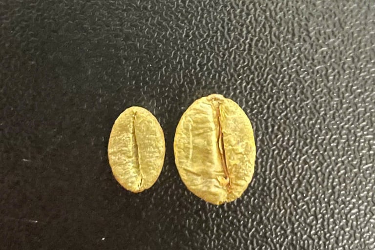 so sánh robusta Sẻ và robusta cao sản