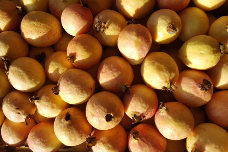 Guayaba fresca de tamaño grande, parte de nuestro catálogo de productos en Puebla
