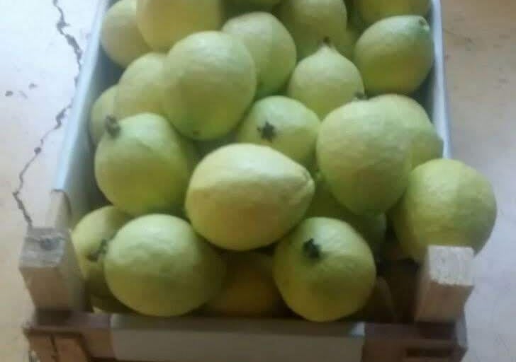 Selección de guayabas maduras listas para distribución desde la Central de Abastos