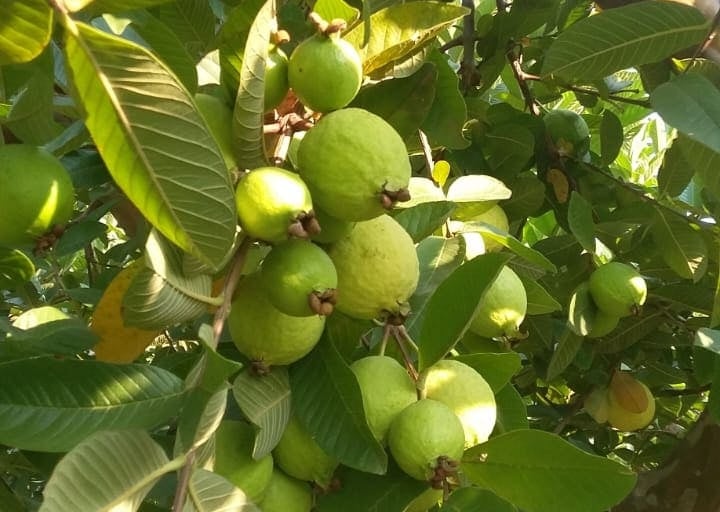 Cosecha de guayabas frescas en árbol,