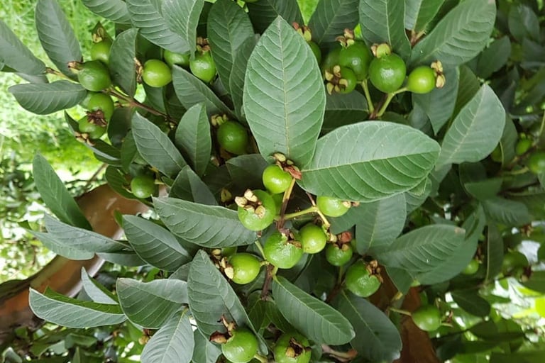 Cosecha de guayabas frescas en árbol,