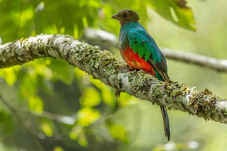 Birdwatching Photography Manu National Park Adventure 6D/5N