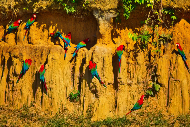 Photography & Birdwatching Manu National Park by Bus 8 Day Amazon Wildlife