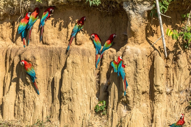 Birdwatching Photography Manu National Park Adventure 6D/5N