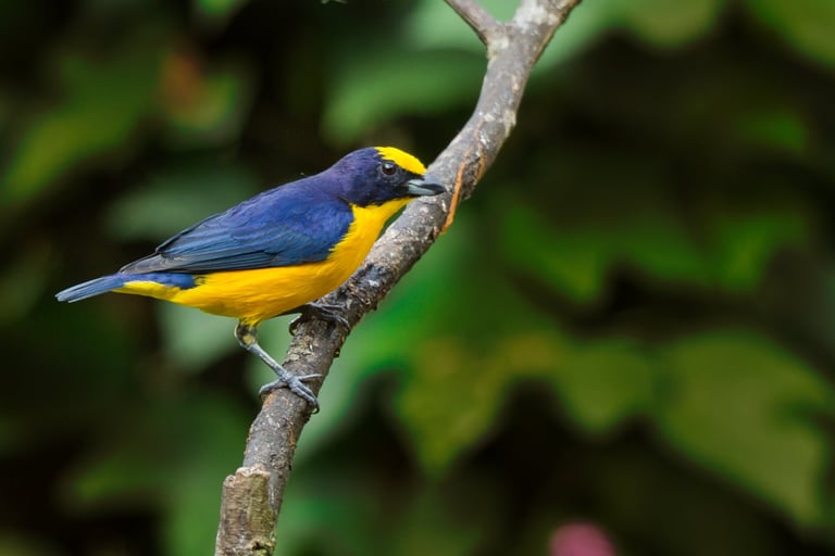 Manu National Park Photography Tour 6 D / 5 N