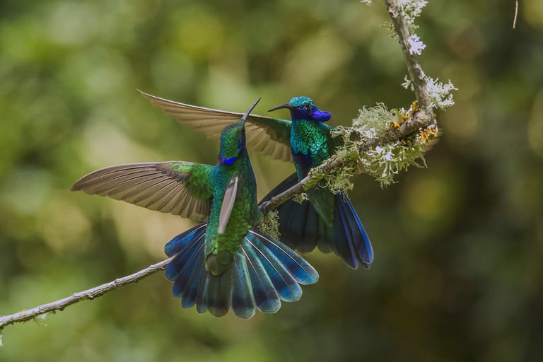 Photography Manu Reserved Natural Paradise 9 D/8N