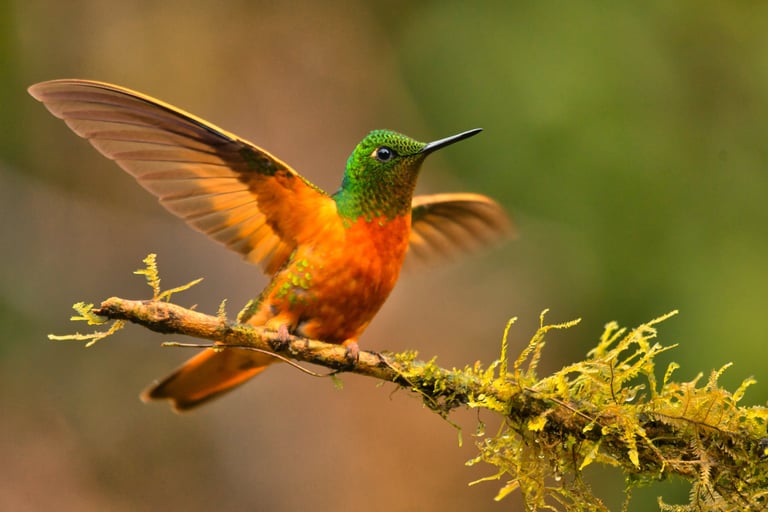 Photography & Birdwatching Manu National Park by Bus 8 Day Amazon Wildlife