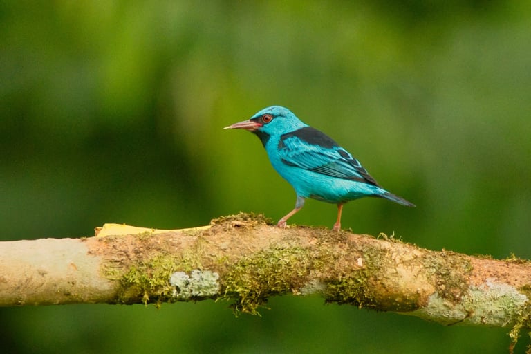 Manu National Park Photography Tour 6 D / 5 N