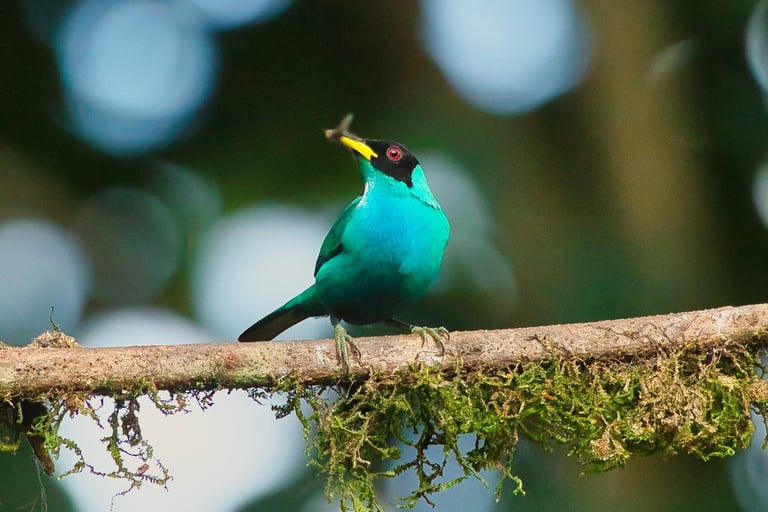 Photography Manu Reserved Natural Paradise 9 D/8N