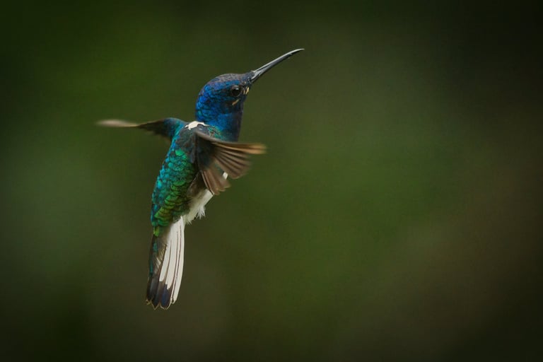 Photography Manu Reserved Natural Paradise 9 D/8N