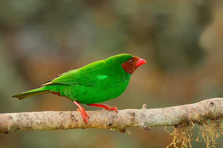 manu national park tour