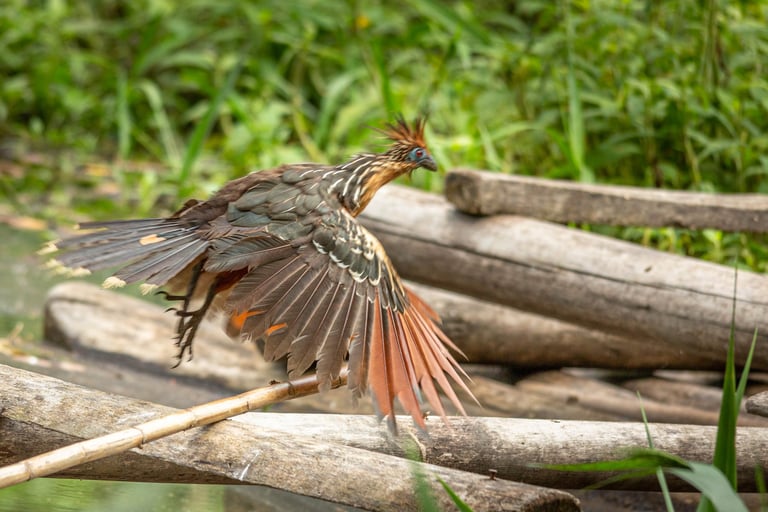 Birdwatching Photography Manu National Park Adventure 6D/5N