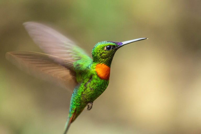 Manu National Park Photography Tour 6 D / 5 N