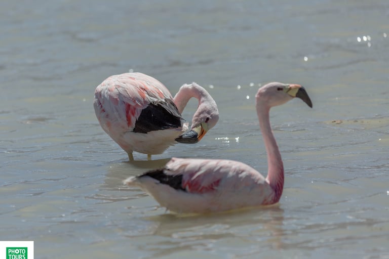 Atacama Desert & Uyuni Salt Flats Photography Tour 11 Days 