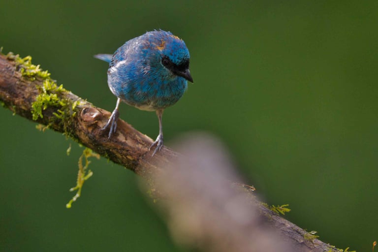 Birdwatching Photography Manu National Park Adventure 6D/5N