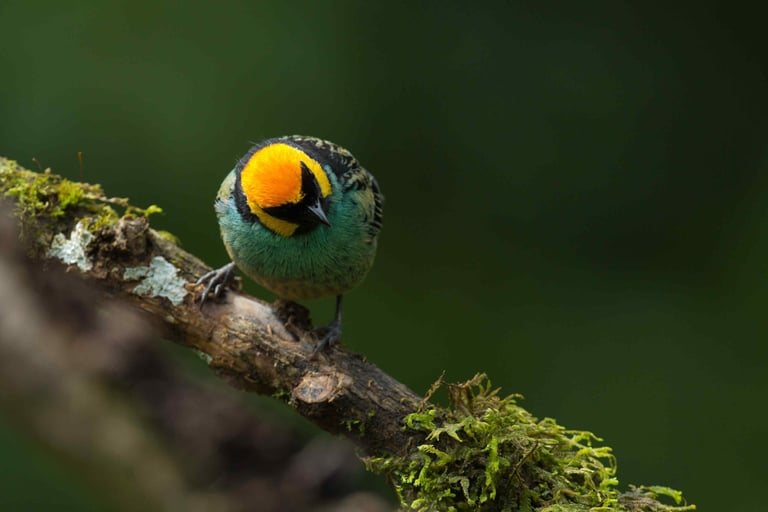 Photography & Birdwatching Manu National Park by Bus 8 Day Amazon Wildlife