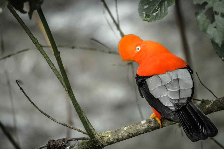 Photography Manu Reserved Natural Paradise 9 D/8N