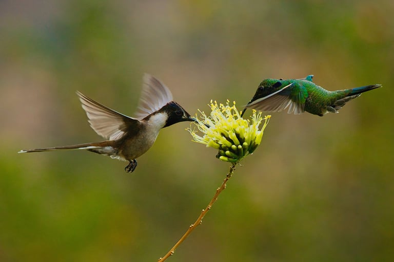 Birdwatching Photography Manu National Park Adventure 6D/5N