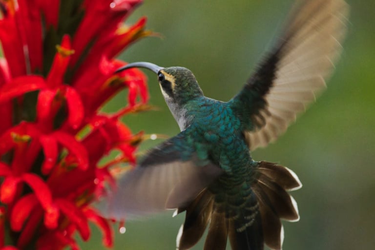 Photography & Birdwatching Manu National Park by Bus 8 Day Amazon Wildlife