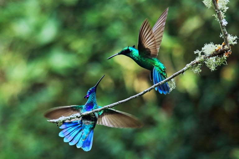 Birdwatching Photography Manu National Park Adventure 6D/5N