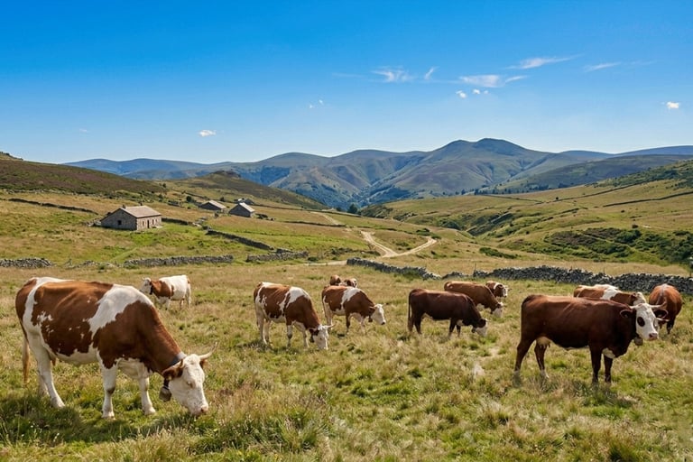 Paturages des monts du Forez