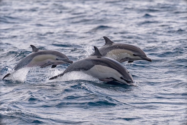 Common Dolphins in Madeira