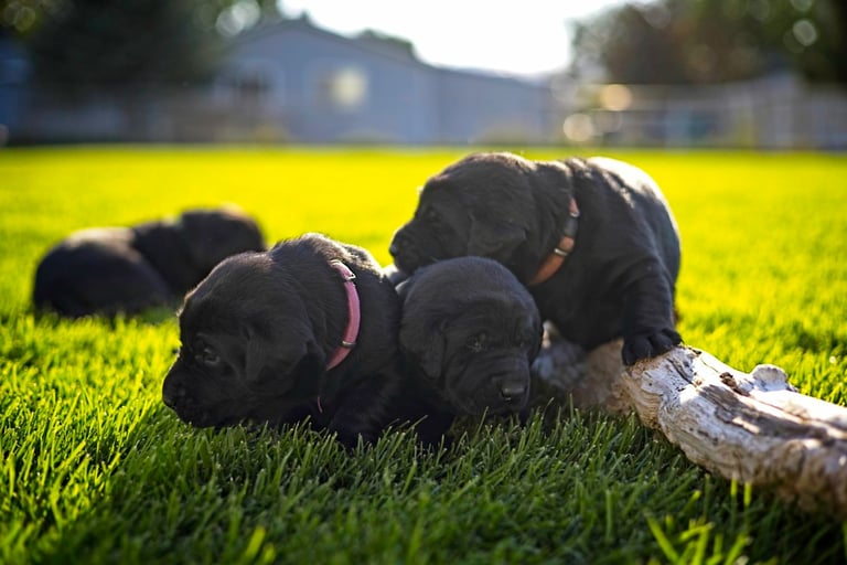 Labrador Retriever puppy pile